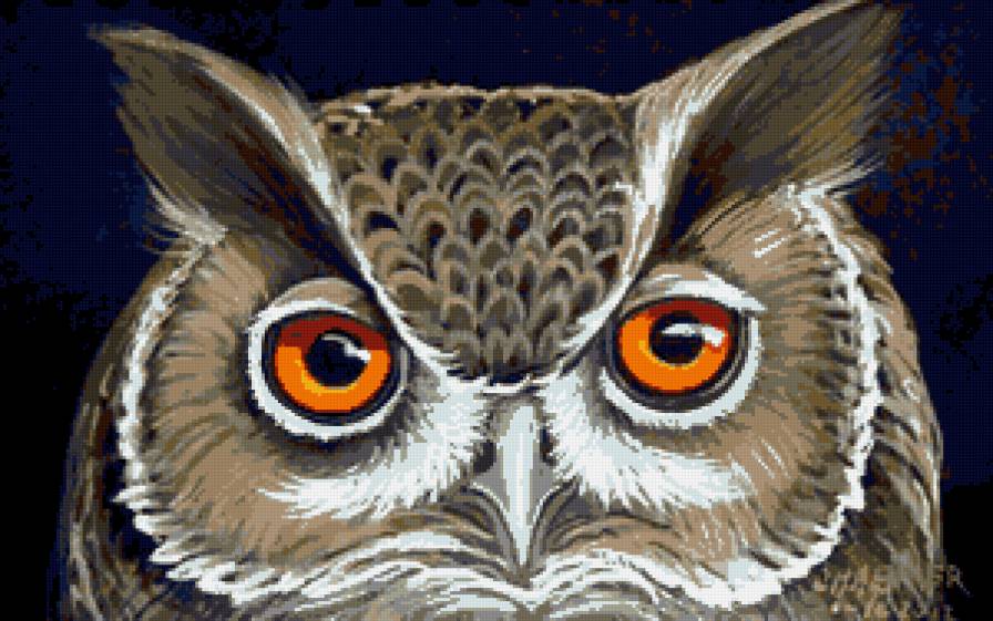 сова - птицы, мудрость, птица, совы, картина, животные, птичка, сова - предпросмотр