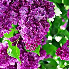 Схема вышивки «№184870»