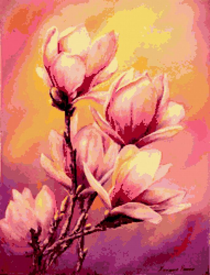 магнолия - цветы, весна, магнолия, закат - предпросмотр