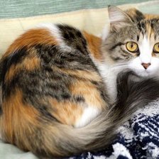 Схема вышивки «Кошка»