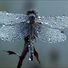 Схема вышивки «стрекоза»