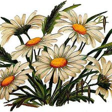 Схема вышивки «Ромашки»