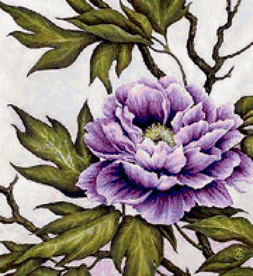 голубой пионВ - предпросмотр