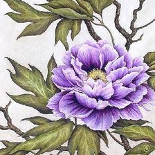 голубой пионВ