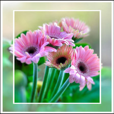 Схема вышивки «Герберы»