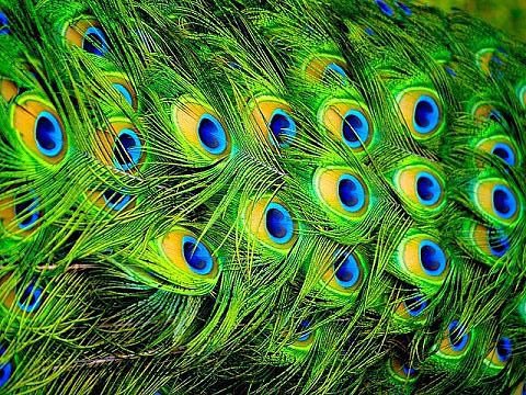 №185132 - павлин, подушка, хвост павлина - оригинал