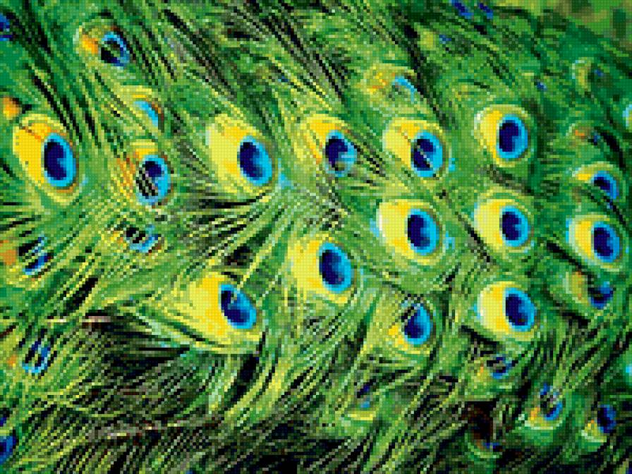 №185132 - подушка, павлин, хвост павлина - предпросмотр