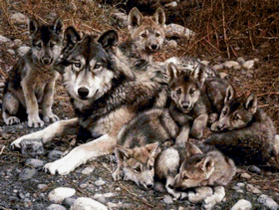 Семья - волки, малыши, семья, живопись, анималисты, картина - предпросмотр