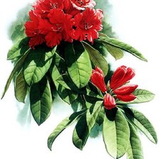 Схема вышивки «Азалия»