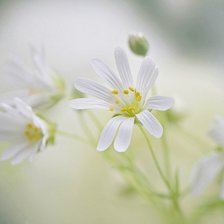 Схема вышивки «цветы»