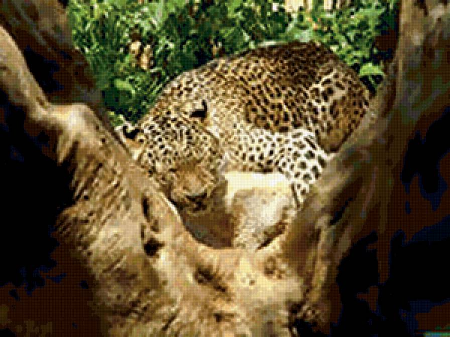 Гепард - гепард, природа., животные - предпросмотр