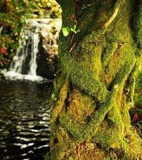 Схема вышивки «дерево»