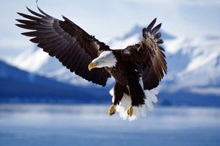 орел - природа, птицы - оригинал