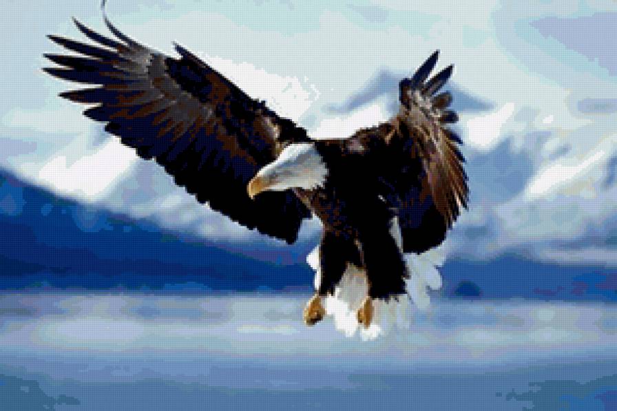 орел - природа, птицы - предпросмотр