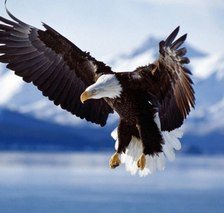 Схема вышивки «орел»