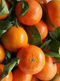 мандарины - новый год, лето, мандарины, фрукты - оригинал