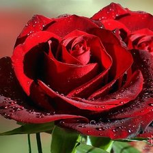 Схема вышивки «rosa»