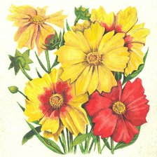 Схема вышивки «Кореопсис»