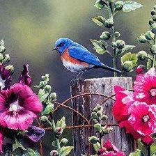 Схема вышивки «птицы»