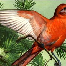 Схема вышивки «птицы»