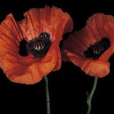 Схема вышивки «№185563»