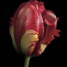 Схема вышивки «№185565»