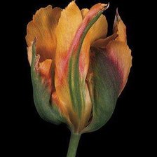 Схема вышивки «№185568»