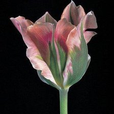 Схема вышивки «№185570»