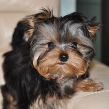 Схема вышивки «Йоркирский терьер-щенок»