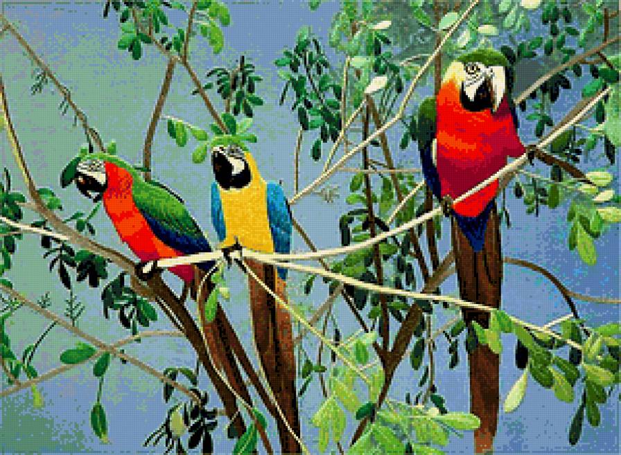 попугаи - птицы - предпросмотр