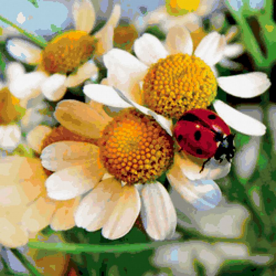 цветы - вода, природа, романтика, букет, цветы - предпросмотр