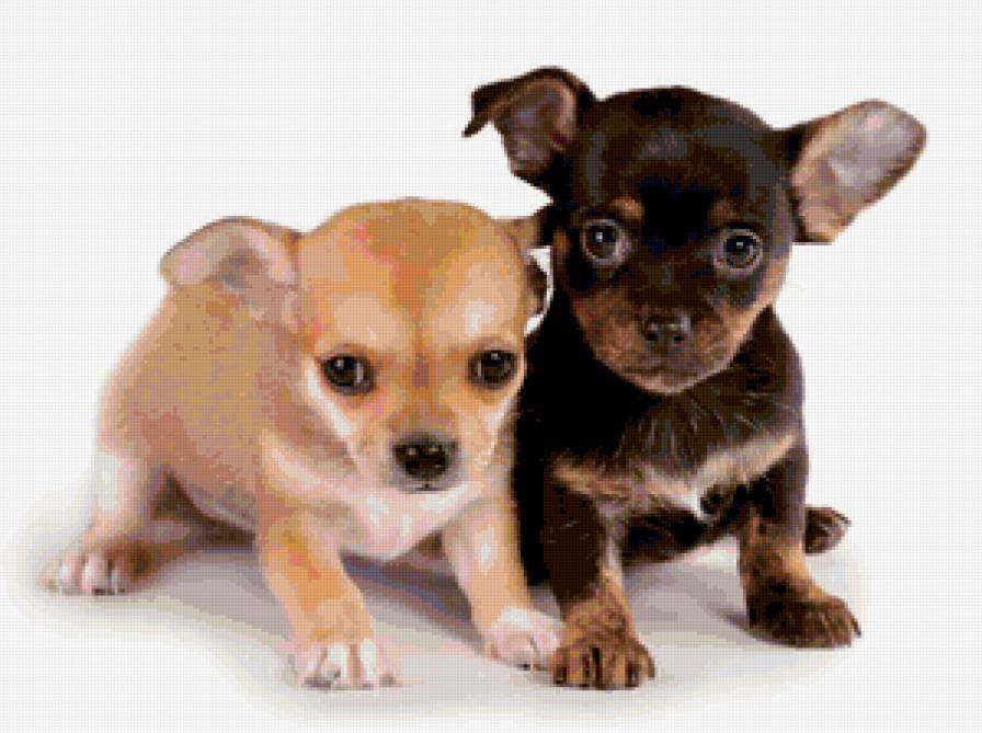 щеночки - предпросмотр