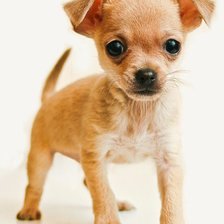 Схема вышивки «красатулька»