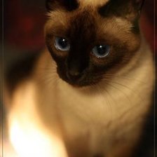 Схема вышивки «киса»