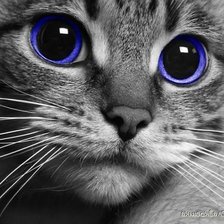 Схема вышивки «Котя»