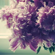 Схема вышивки «Белые пионы»