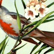 Схема вышивки «птицы»