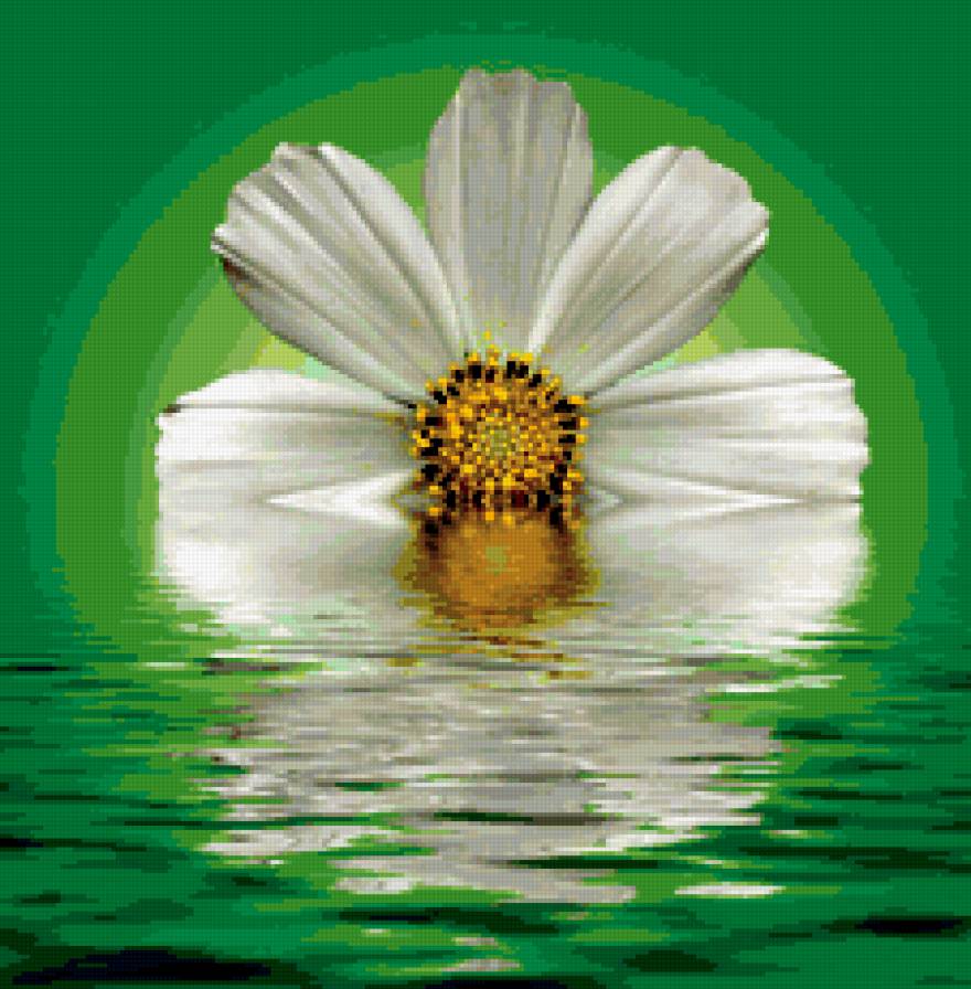 цветы - букет, вода, цветы, природа, романтика, натюрморт,  - предпросмотр