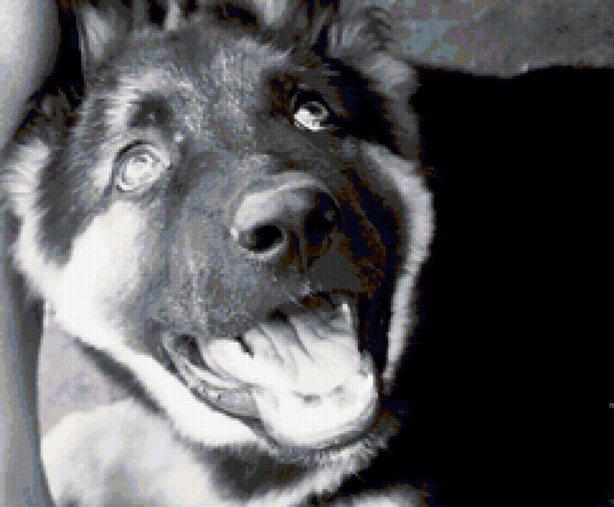 щенок - щенок, собака. немецкая овчарка - предпросмотр