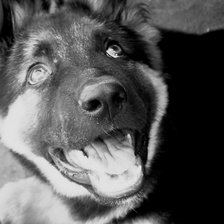 Схема вышивки «щенок»