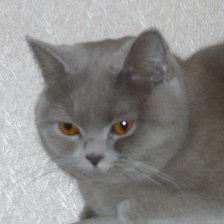 Схема вышивки «Британка»