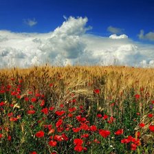 Схема вышивки «в поле»