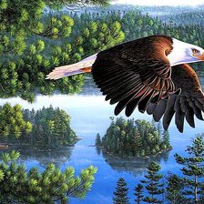 Схема вышивки «Орлиный полёт»