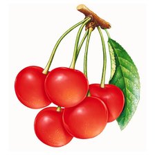 Схема вышивки «веточка вишни»