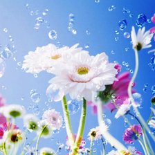 Схема вышивки «цветы»