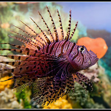 Схема вышивки «рыбка»