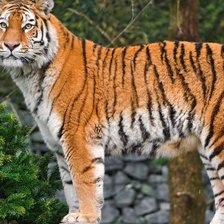 Схема вышивки «Тигр»