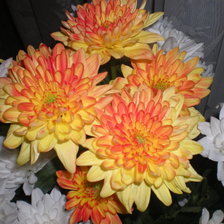 Схема вышивки «хризантемы»