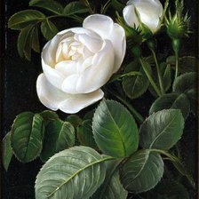 Схема вышивки «розы»