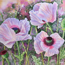 Схема вышивки «маки»